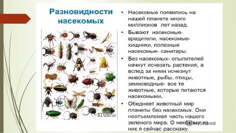 Презентация насекомые весной подготовительная группа