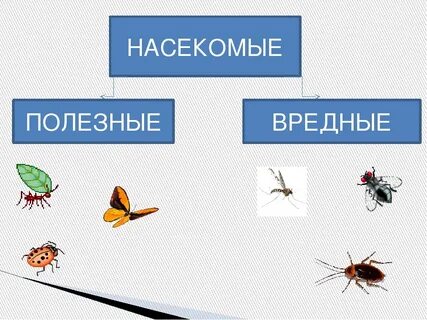 Вред и польза насекомых для дошкольников презентация