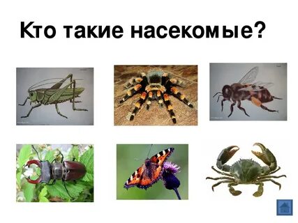 2 класс окружающий мир проект насекомые